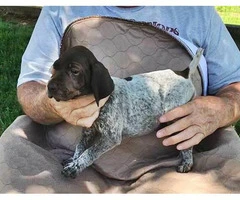 Liver and white German Shorthaired pointer puppies - 12
