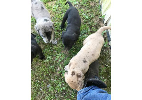 6 beautiful Labrador Retriever/Great Dane puppies