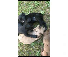 6 beautiful Labrador Retriever/Great Dane puppies - 2