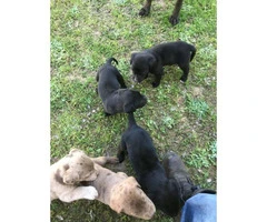6 beautiful Labrador Retriever/Great Dane puppies - 4