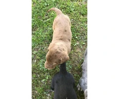 6 beautiful Labrador Retriever/Great Dane puppies - 5