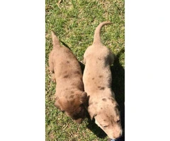 6 beautiful Labrador Retriever/Great Dane puppies - 6