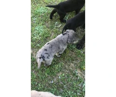 6 beautiful Labrador Retriever/Great Dane puppies - 8
