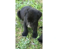 6 beautiful Labrador Retriever/Great Dane puppies - 9