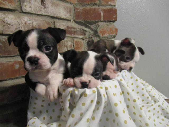 4 Girl Boston Terrier Puppies need good home in Burbank
