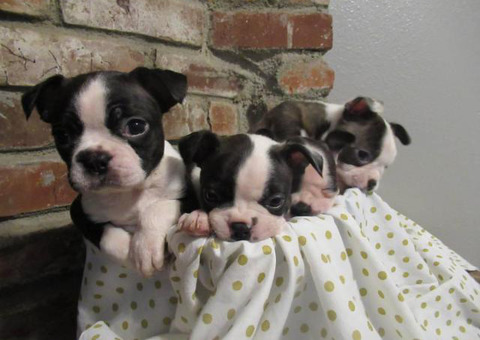 4 Girl Boston Terrier Puppies need good home