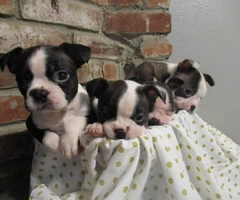4 Girl Boston Terrier Puppies need good home