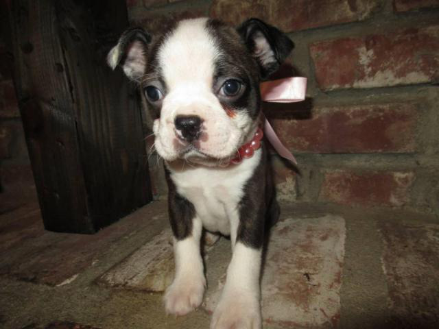 4 Girl Boston Terrier Puppies need good home Burbank - Puppies for Sale ...