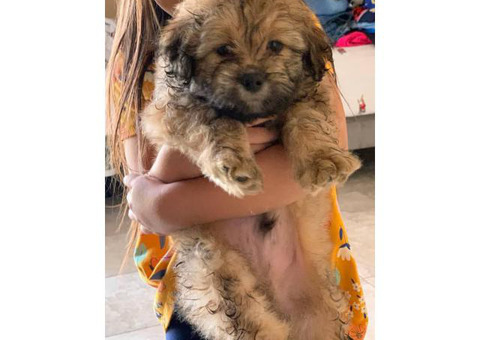 Healthy Maltese Shih Tzu puppy need rehoming