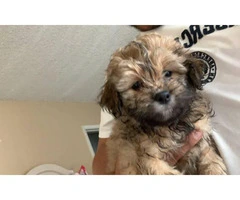 Healthy Maltese Shih Tzu puppy need rehoming - 2
