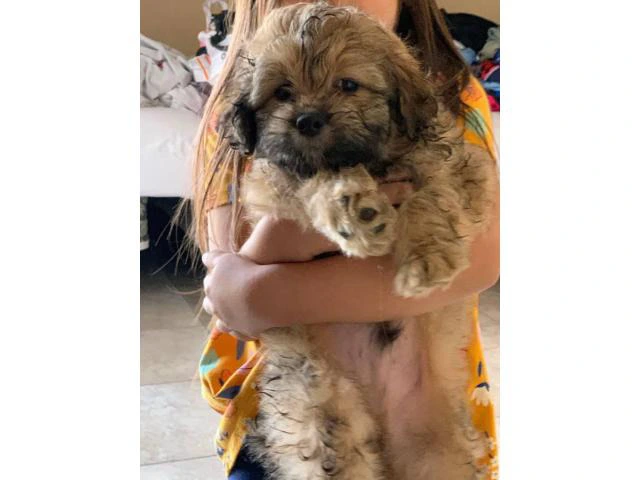 Healthy Maltese Shih Tzu puppy need rehoming - 3/4