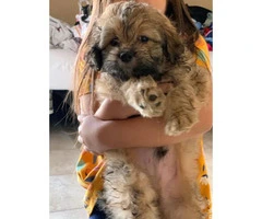 Healthy Maltese Shih Tzu puppy need rehoming - 3
