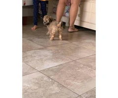 Healthy Maltese Shih Tzu puppy need rehoming - 4