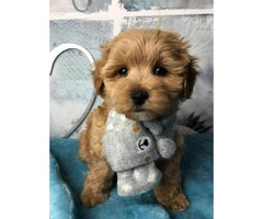 Outstanding Health Tested Maltipoo Puppies ready for new home - 2