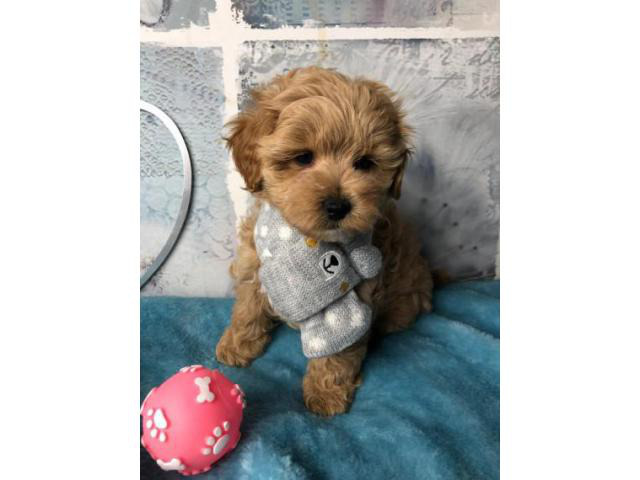 Outstanding Health Tested Maltipoo Puppies ready for new ...