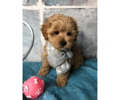 Outstanding Health Tested Maltipoo Puppies ready for new home - 3