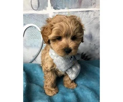 Outstanding Health Tested Maltipoo Puppies ready for new home - 4