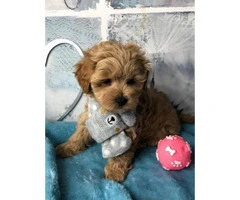 Outstanding Health Tested Maltipoo Puppies ready for new home - 5