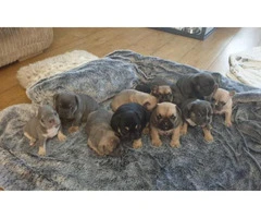11 weeks Amazing AKC Registered Males and Female French bulldog pups