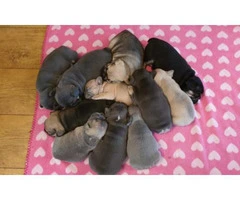 11 weeks Amazing AKC Registered Males and Female French bulldog pups - 2