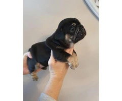 11 weeks Amazing AKC Registered Males and Female French bulldog pups - 3