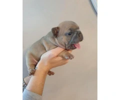 11 weeks Amazing AKC Registered Males and Female French bulldog pups - 4