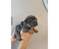 11 weeks Amazing AKC Registered Males and Female French bulldog pups - 6