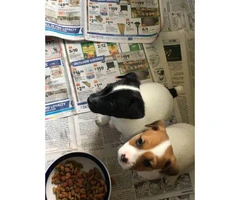 Black, white & brown Jack Russell Terriers - 3