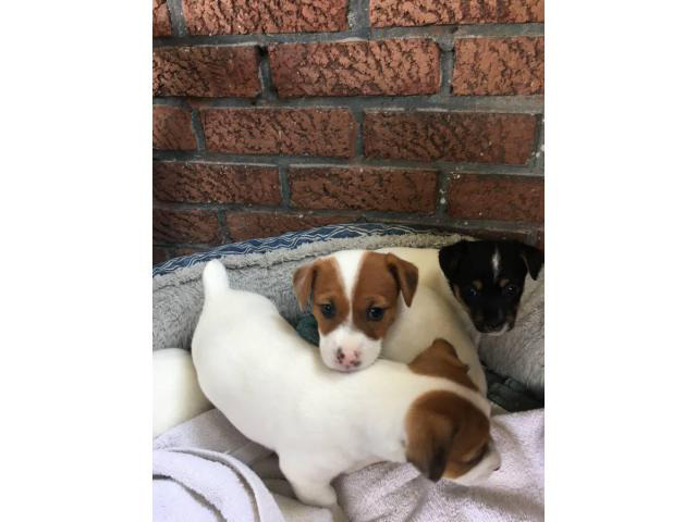 jack russell terrier dogs white and black