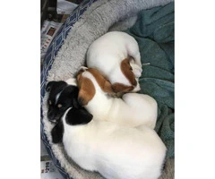 Black, white & brown Jack Russell Terriers - 8