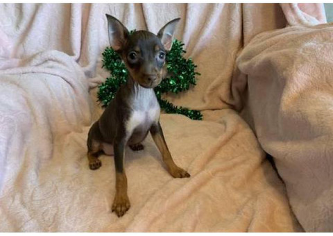 Female 9 weeks old miniature pincher puppy