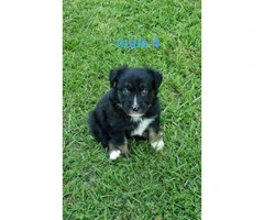 5 purebred Aussie puppies waiting for their new home
