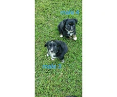 5 purebred Aussie puppies waiting for their new home