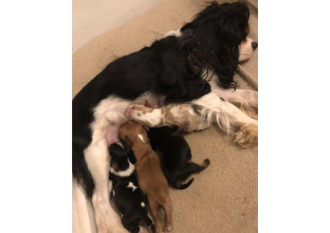 Beautiful Cavalier King Charles Puppies
