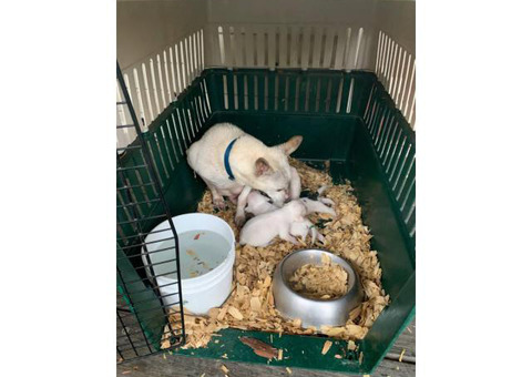 White Rat terrier puppies rehoming