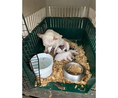 White Rat terrier puppies rehoming - 2