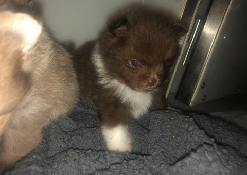 Chocholate Parti Boy Pomeranian With White Paws AKc Reg