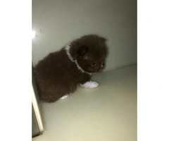 Chocholate Parti Boy Pomeranian With White Paws AKc Reg - 4