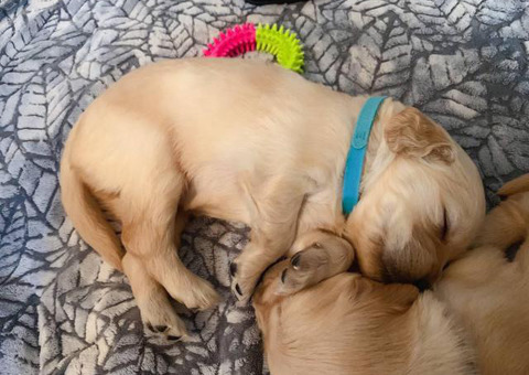 One golden retriever male purebred puppy