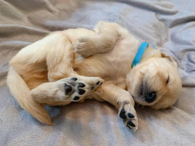 One golden retriever male purebred puppy in Torrance, California - Puppies for Sale Near Me
