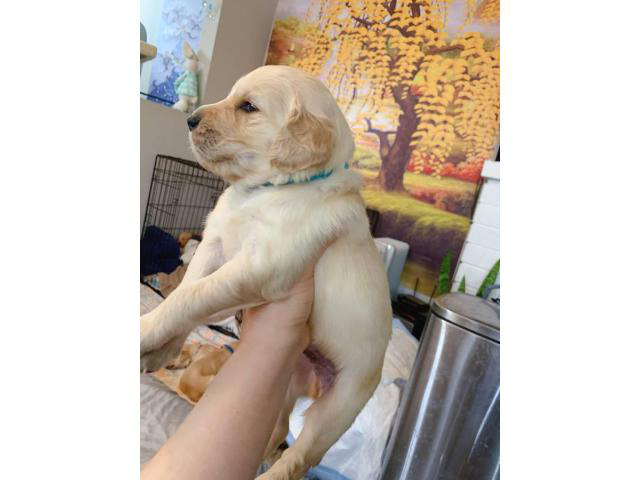 One golden retriever male purebred puppy in Torrance ...