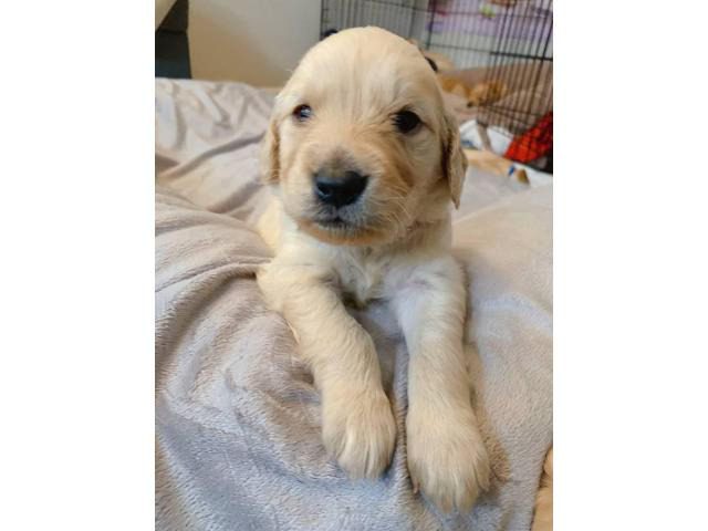 One golden retriever male purebred puppy in Torrance, California - Puppies for Sale Near Me