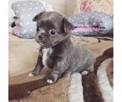 Four Long-haired Chihuahua puppies available