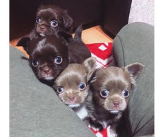 Four Long-haired Chihuahua puppies available - 2
