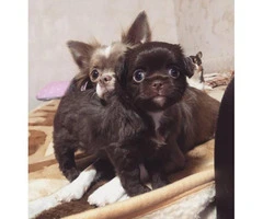 Four Long-haired Chihuahua puppies available - 5