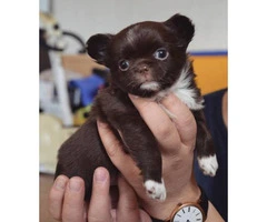 Four Long-haired Chihuahua puppies available - 6
