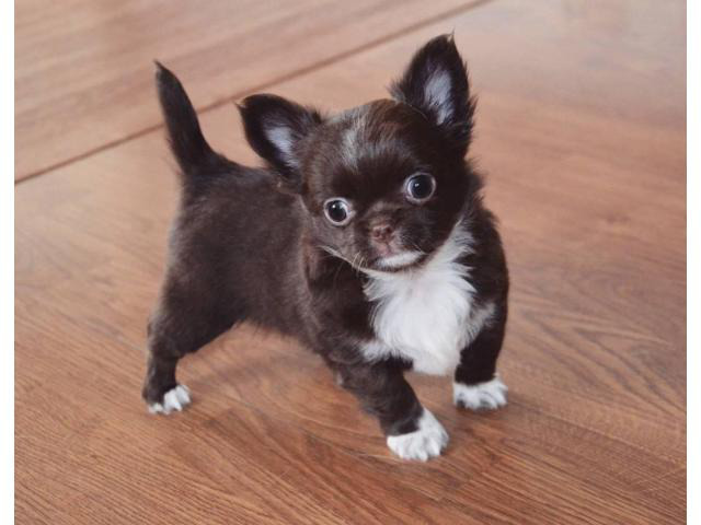 Four Longhaired Chihuahua puppies available in Baltimore