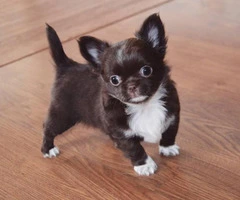Four Long-haired Chihuahua puppies available - 9