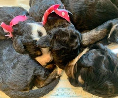 Bernese Mountain Dog / poodle puppies for rehoming