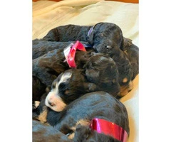 Bernese Mountain Dog / poodle puppies for rehoming - 2